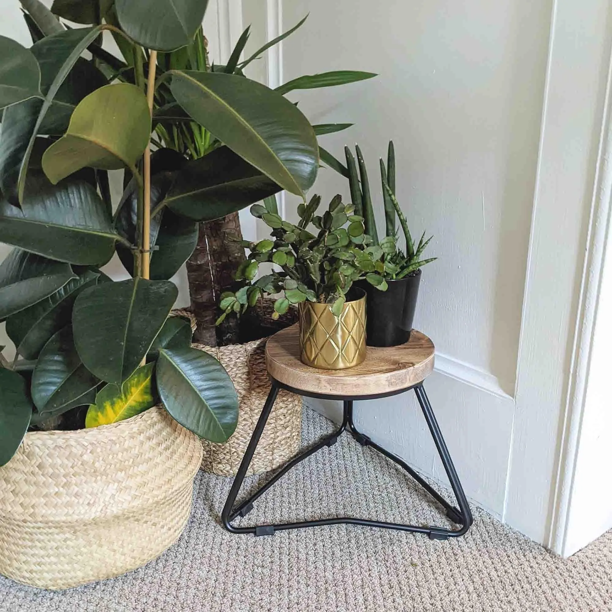 TIBBLE: Plant Stands